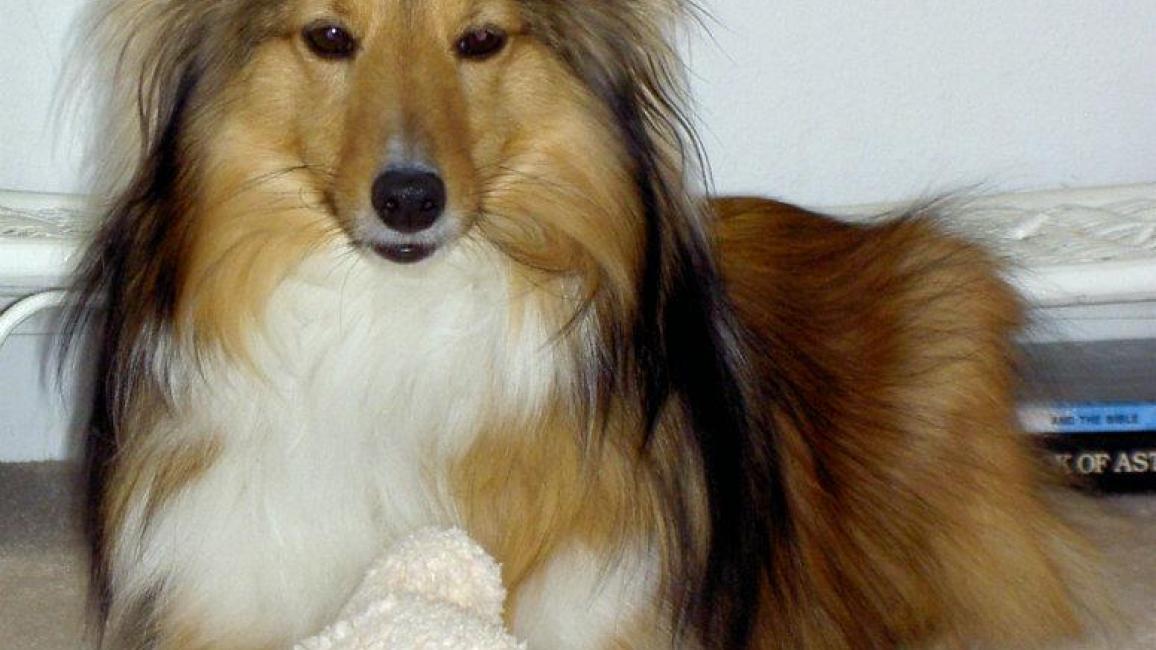 Sheltie dog