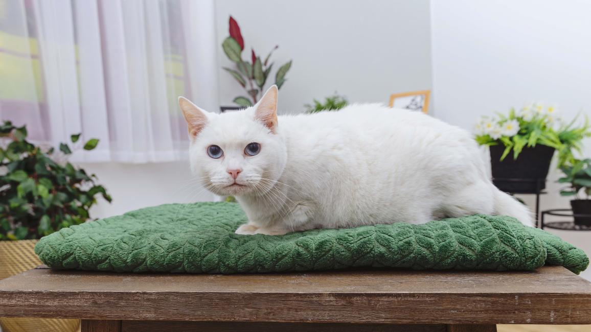 Sugar the cat lying on a towel on a wooden bench