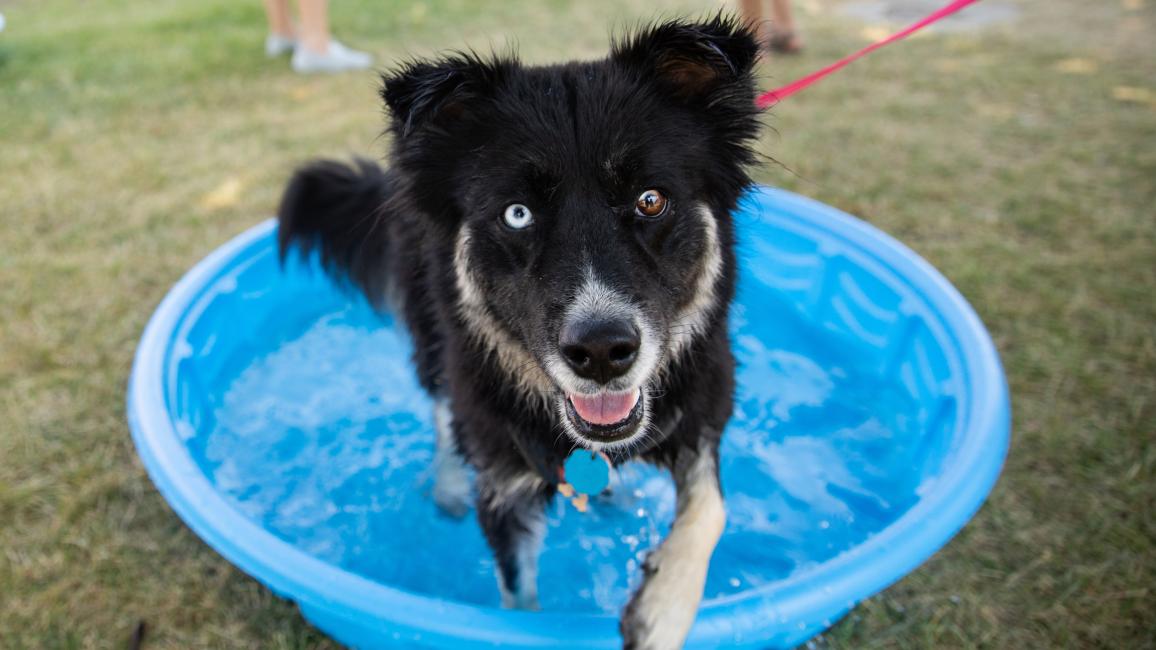 Odd-eyed dog on a red leash stepping out of a blue kiddie pool