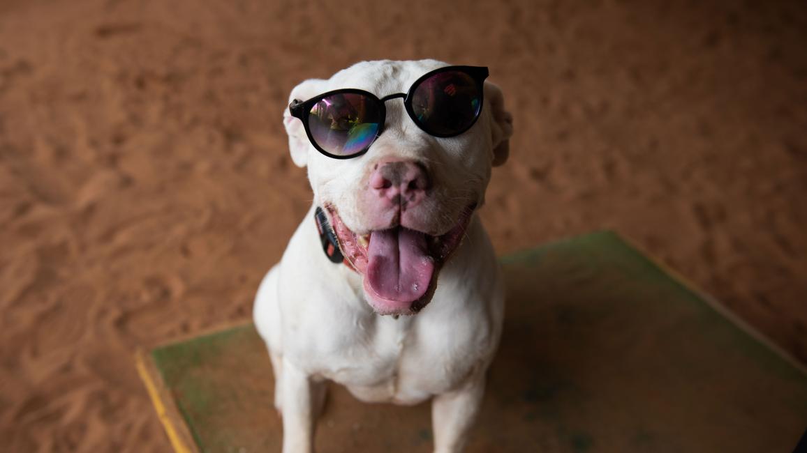 Ludwig, a smiling white dog, wearing sunglasses