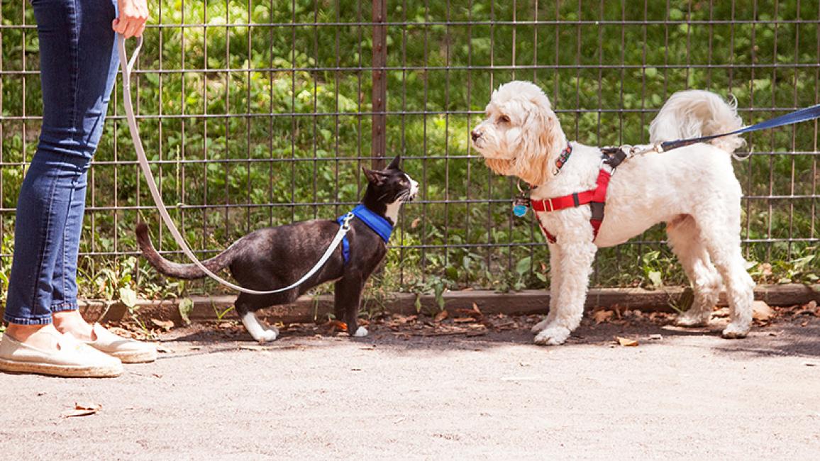 Black and white kitten Candycane walking on a leash nose-to-nose with a small white dog also walking on a leash
