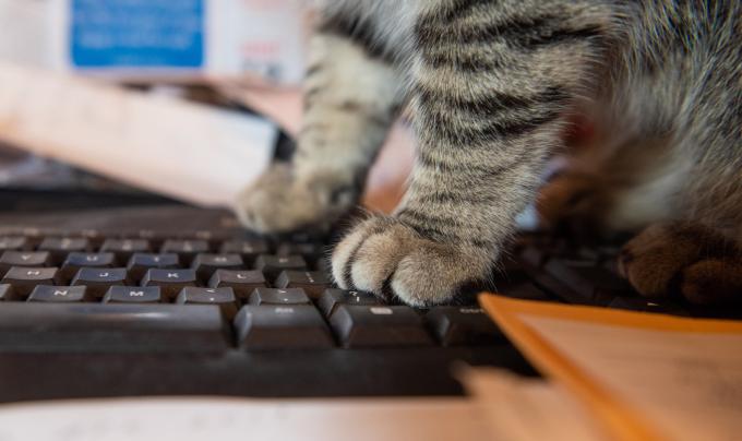 Cat's paws on a computer keyboard