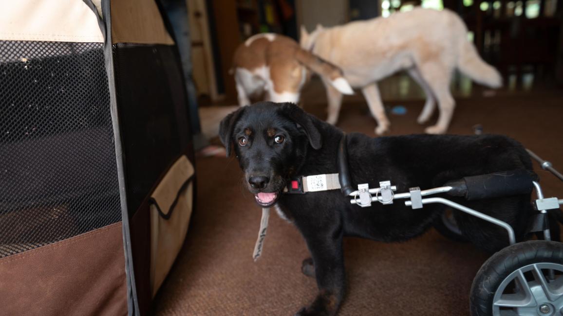 Sweet Baby James the puppy in a wheelchair