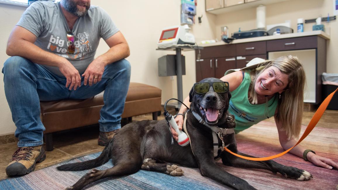Swing the dog lying and the floor wearing sunglasses getting his pretend laser treatment