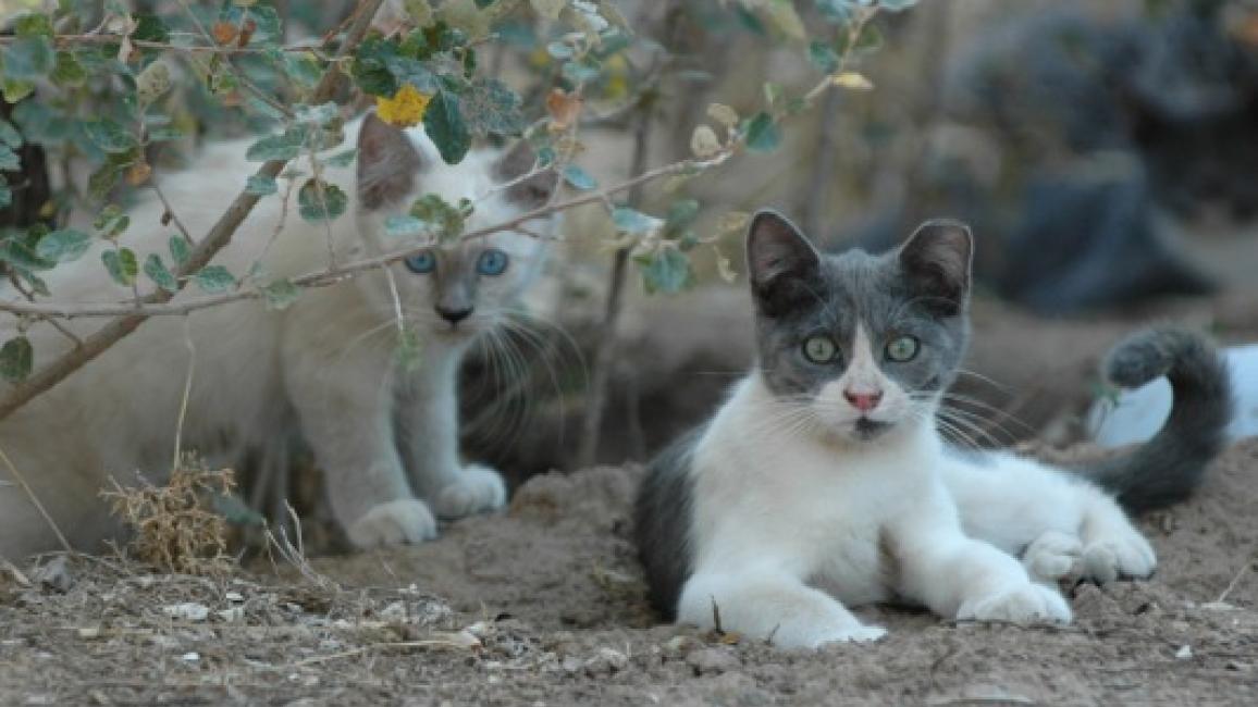 Community cats laying down outside