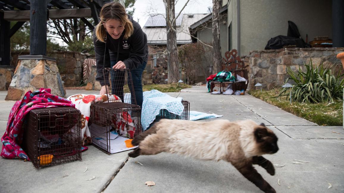 Person releasing a community cat from a humane trap as part of TNVR