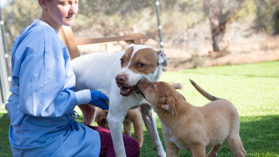 Taquito the dog playing with a young puppy while a person watches