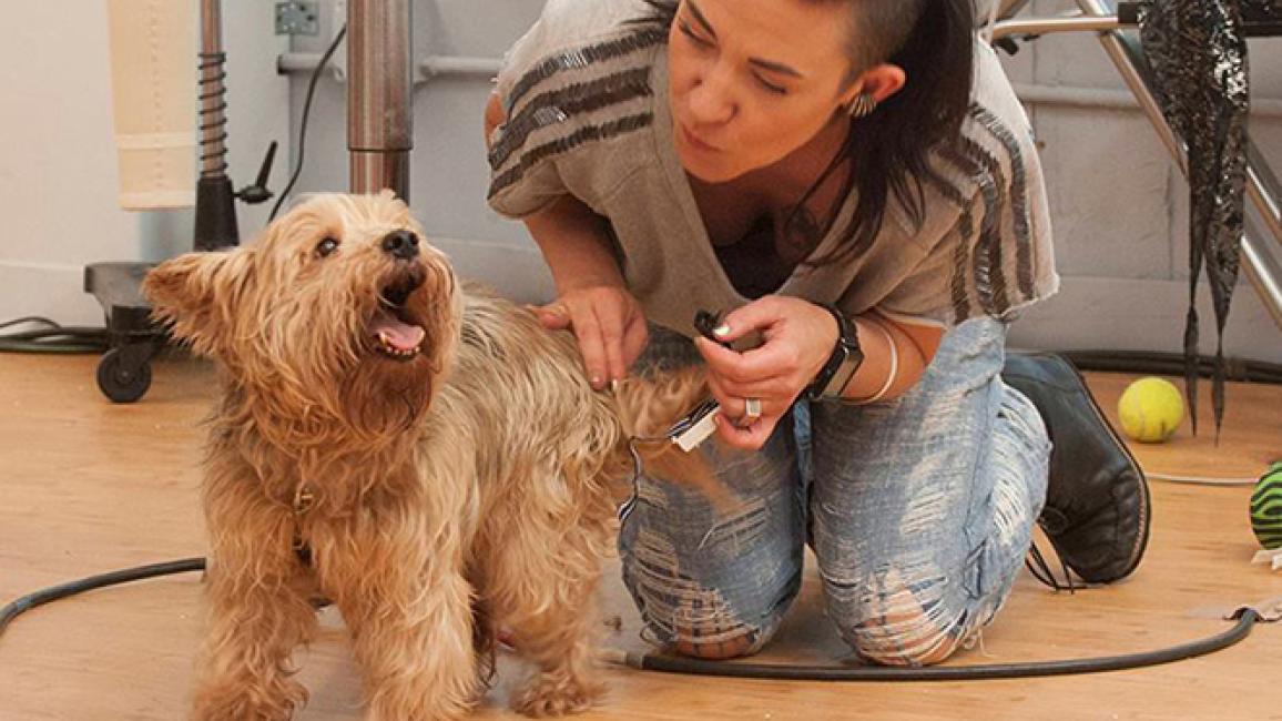 Project Runway Taz dog