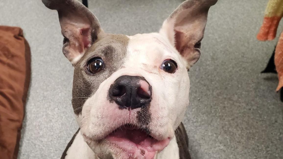 Bean the dog looking up with her mouth slightly open