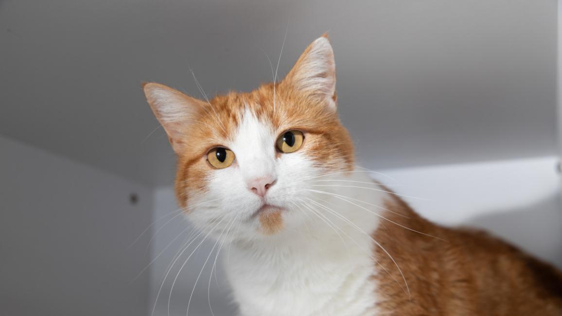 Orange and white cat in a white kennel