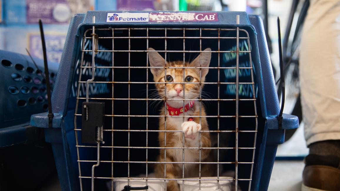Orange tabby kitten in a crate