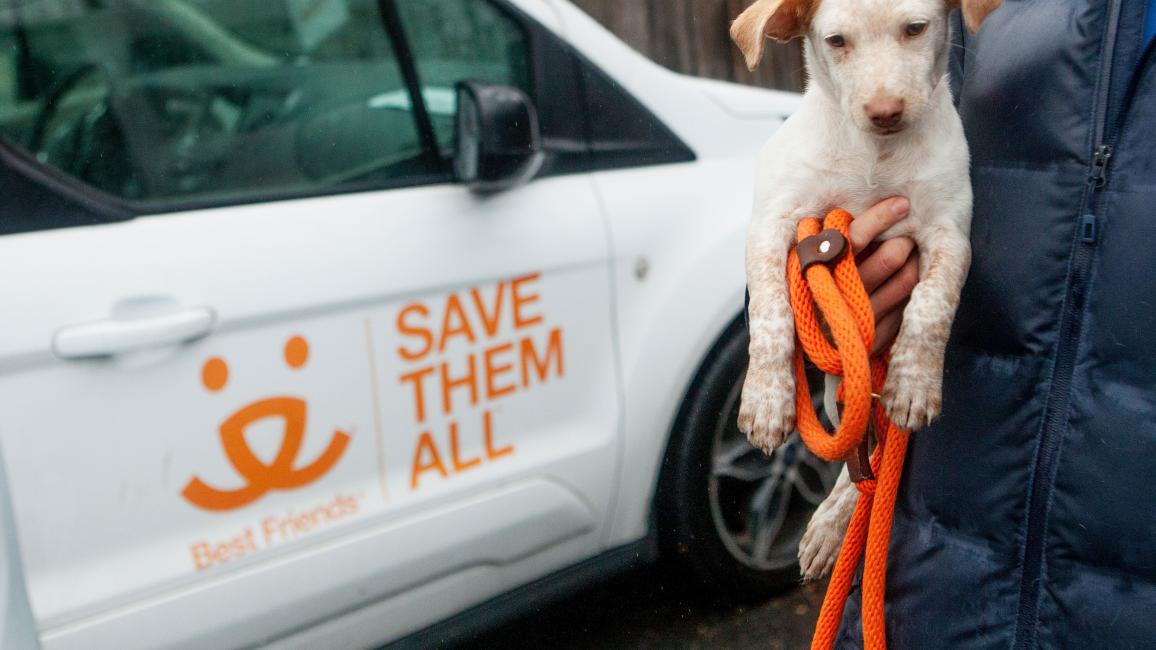Person holding a puppy on an orange leash next to a Best Friends-branded vehicle
