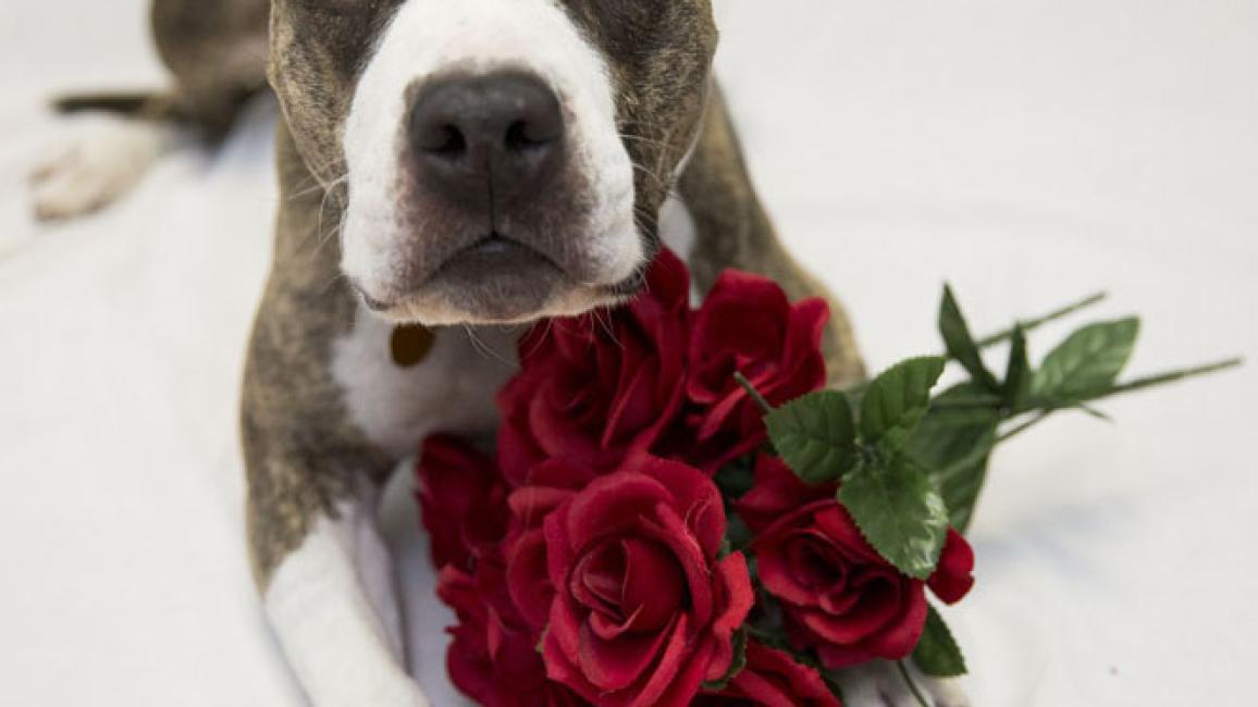 Pit bull dog with red roses