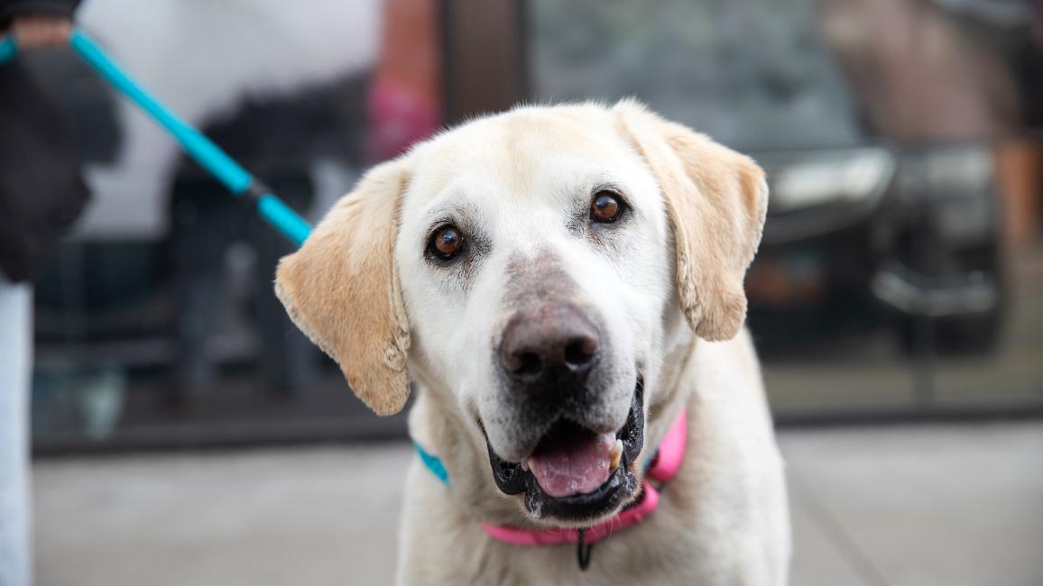 Yellow Labrador type dog on a leash