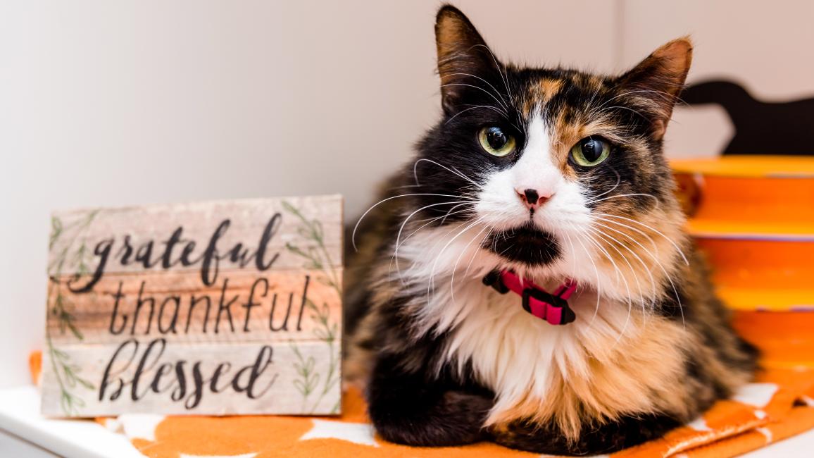 Calico cat beside a sign that says: grateful, thankful blessed