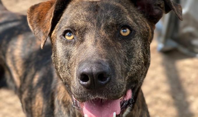 Tiger the brindle dog