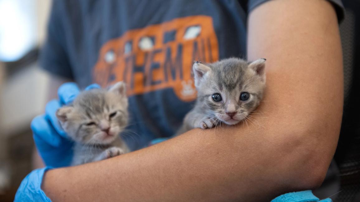 Person wearing a Save Them All T-shirt holding two kittens on their arm
