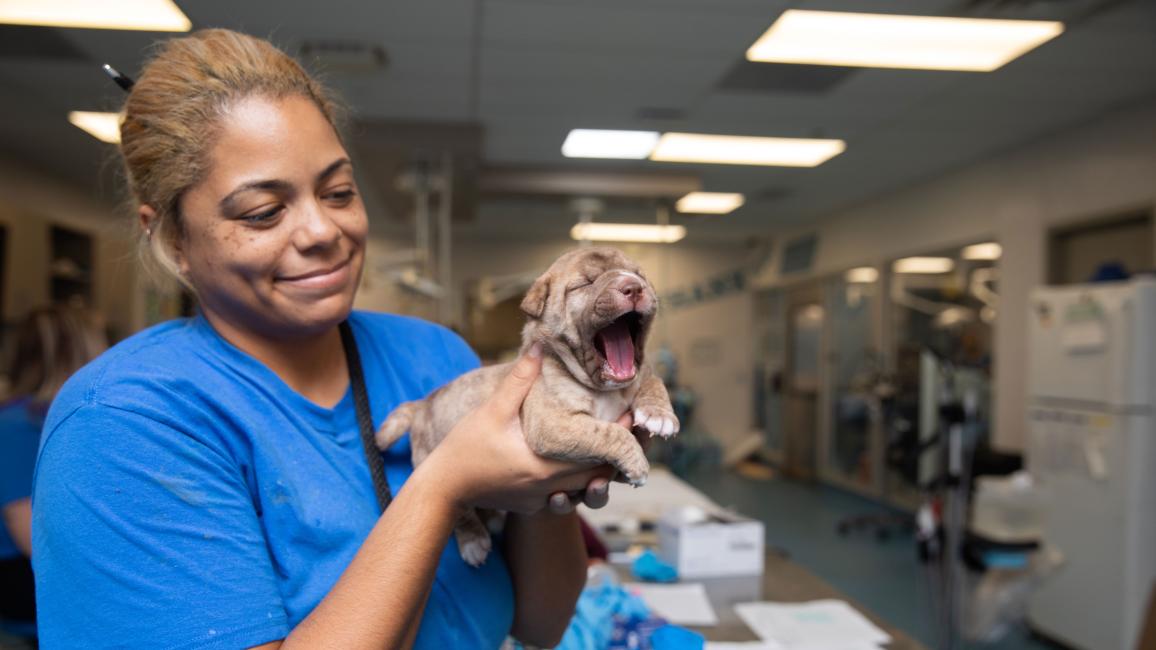 Person holding a yawning puppy in a shelter