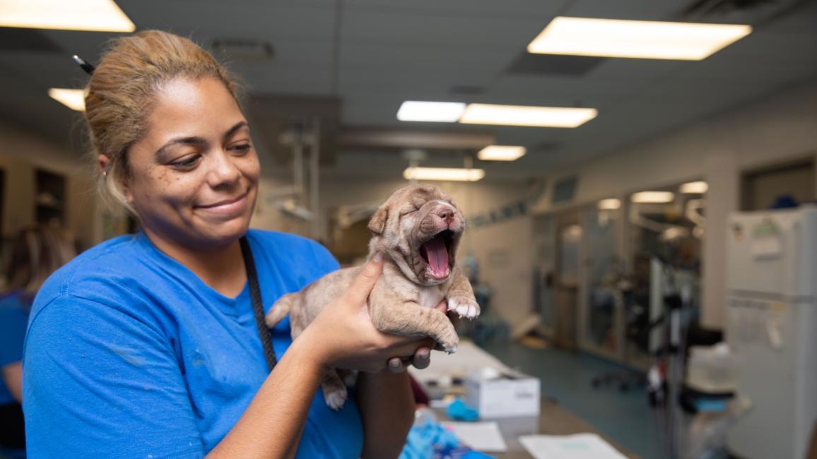 Smiling person holding a yawning puppy in a shelter