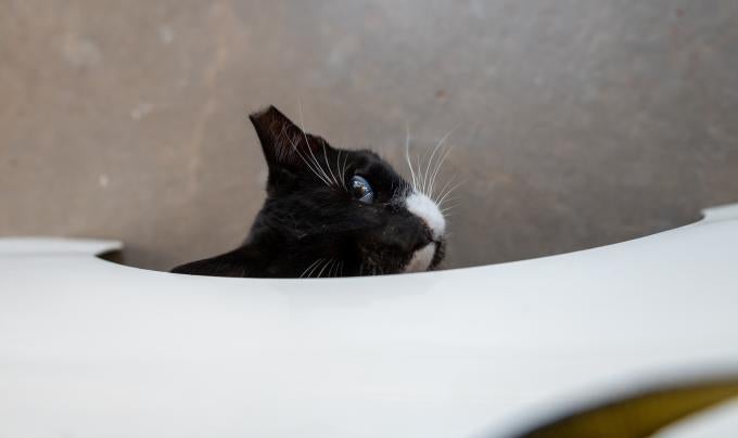 Trent the cat peeking out from under a white hidey hole