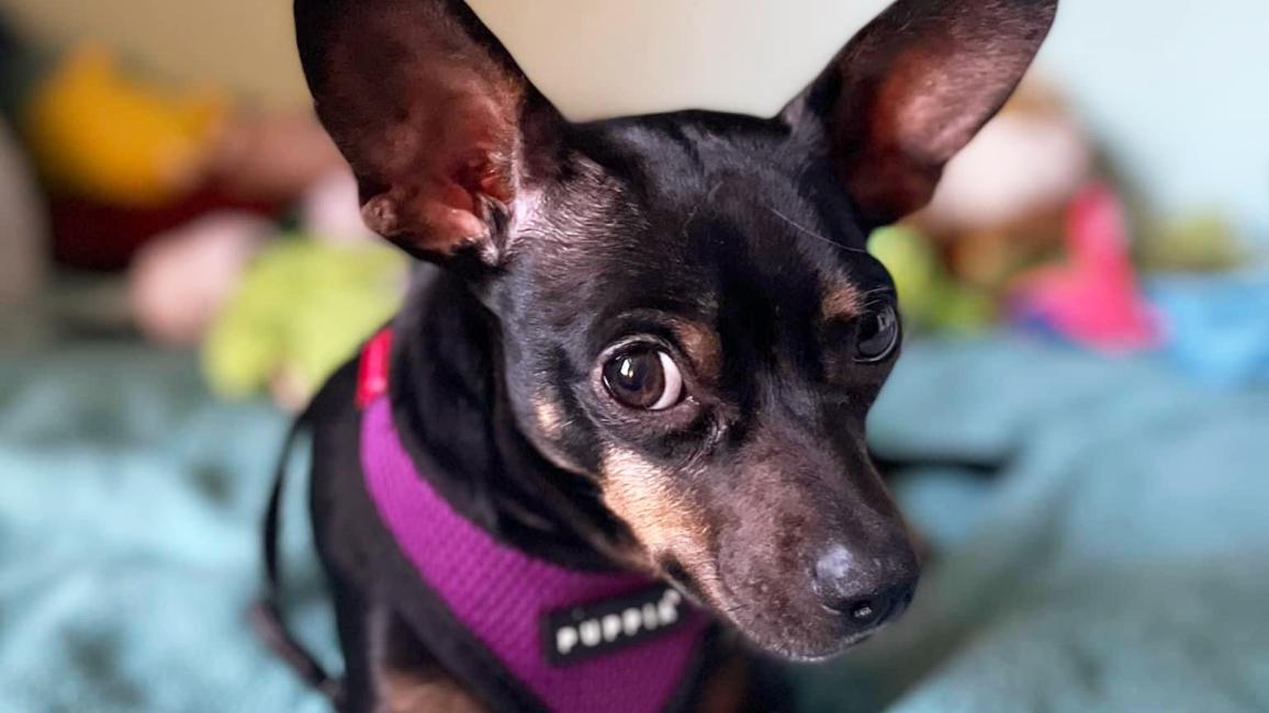 Tres the dog wearing a purple harness and lying on a blue blanket