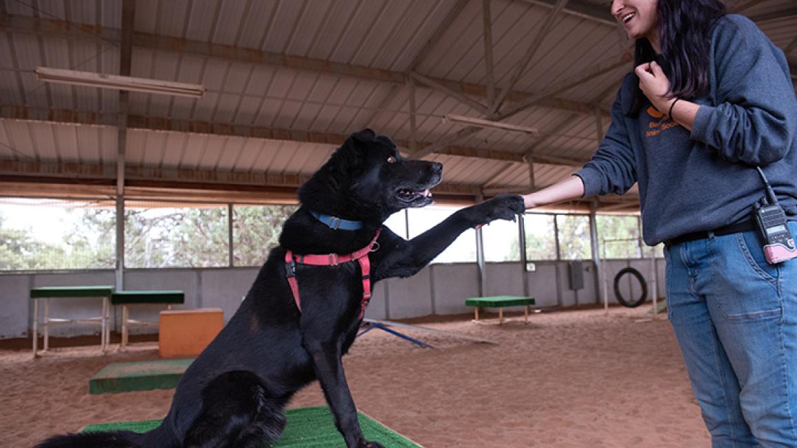 Levi the dog doing "shake" with a person on the agility course