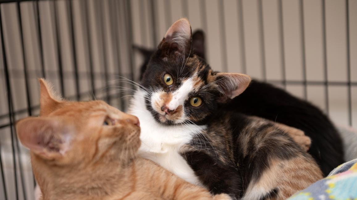 Truvy the kitten lying with another kitten