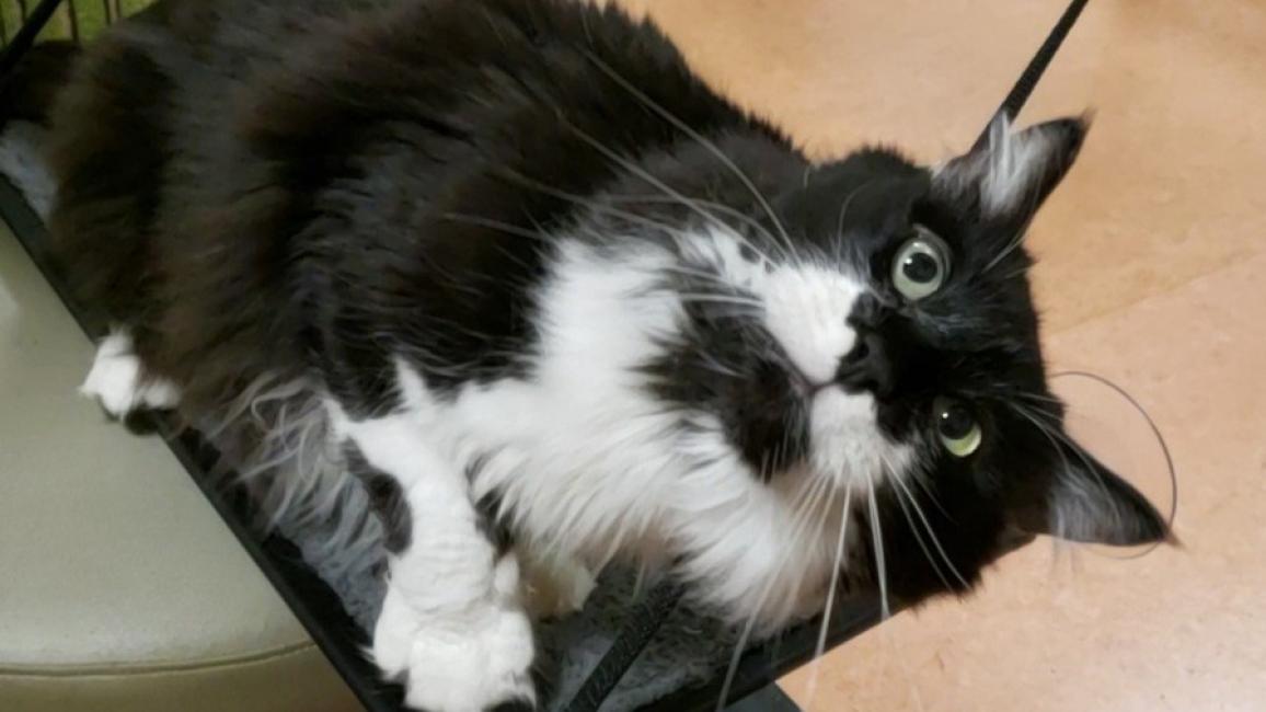 Black and white medium-hair cat lying on a shelf