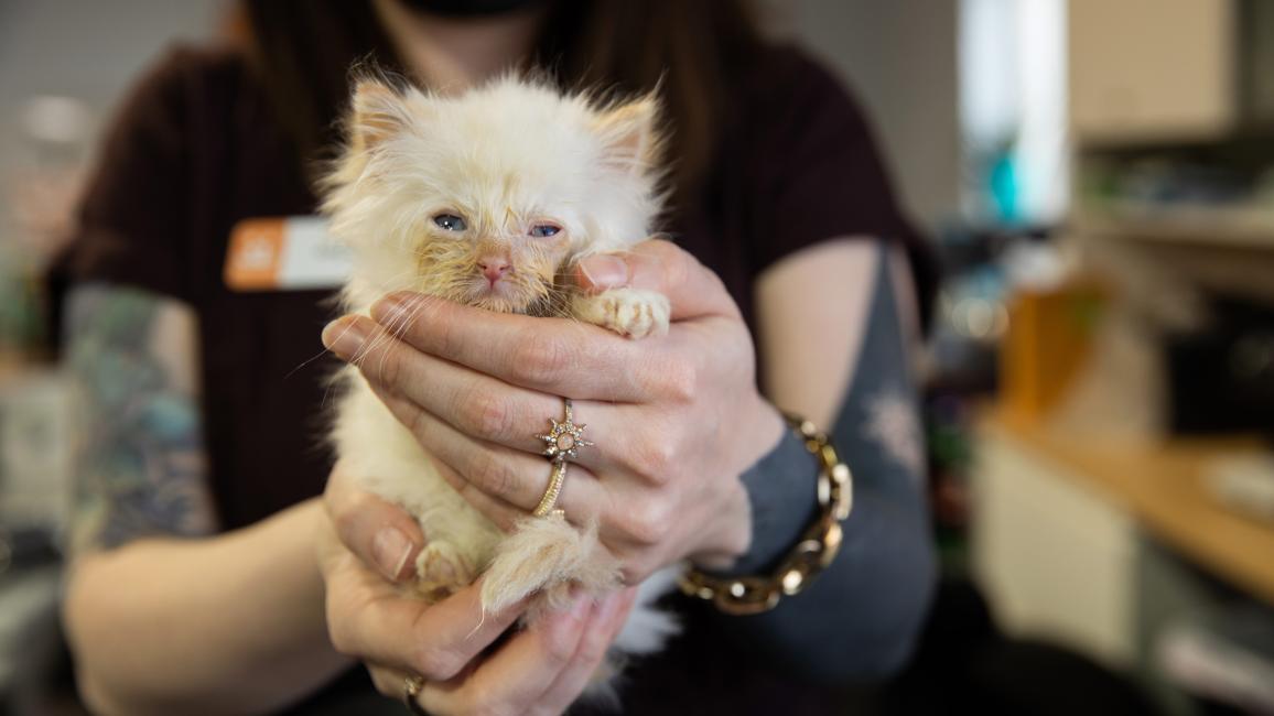 Alucard the kitten being held by a person