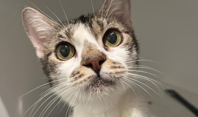 Wanda the cat