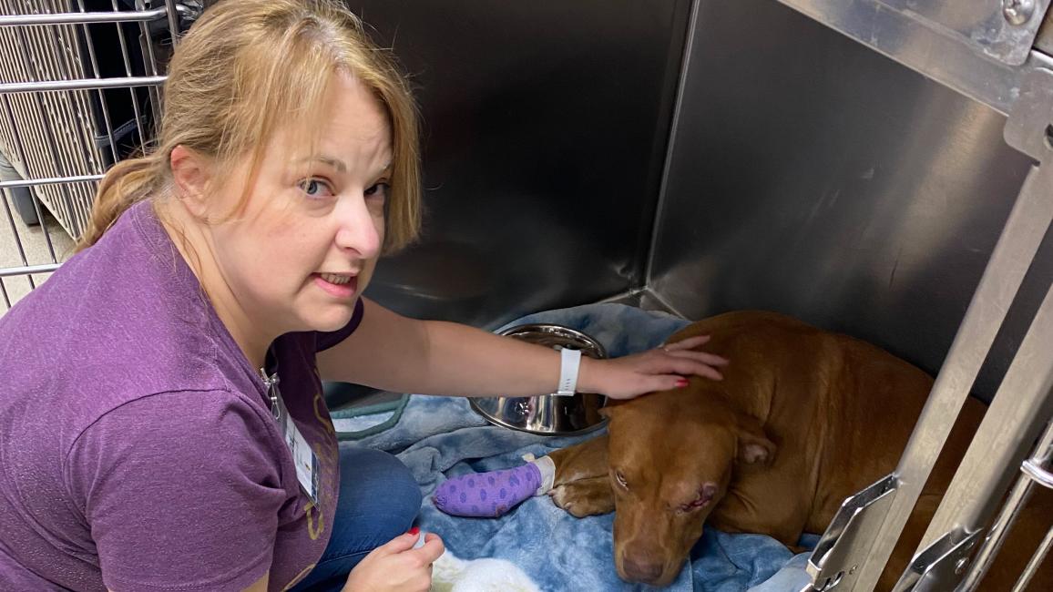Volunteer reaching down to pet a brown dog in a kennel