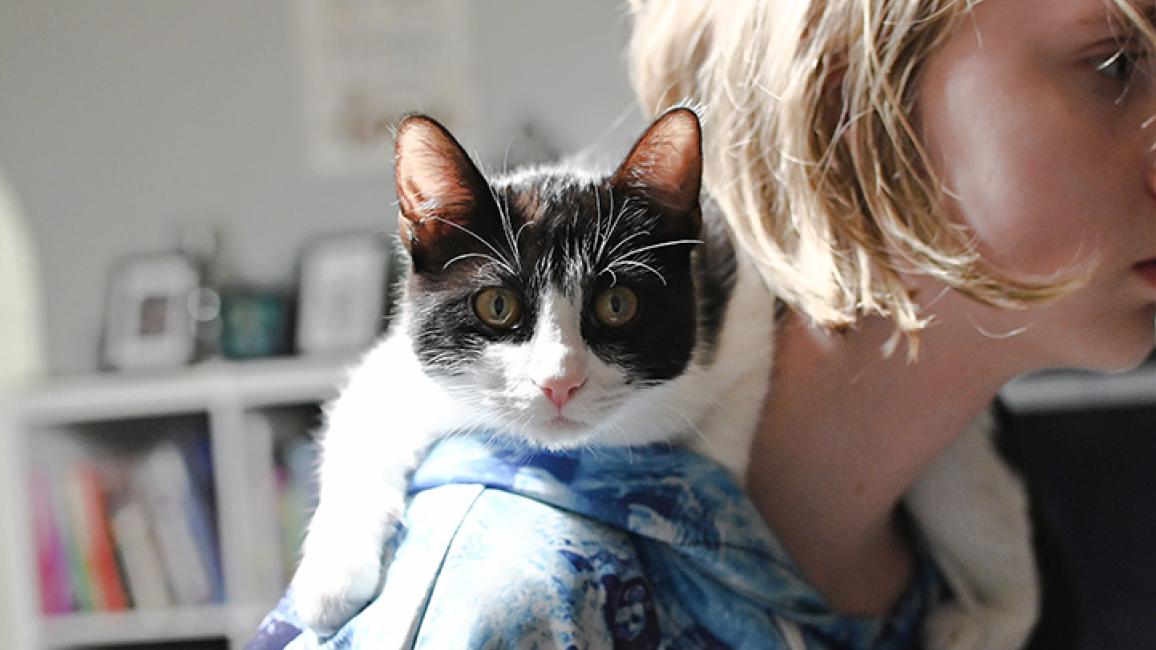 Mylo the black and white cat on someone's shoulder