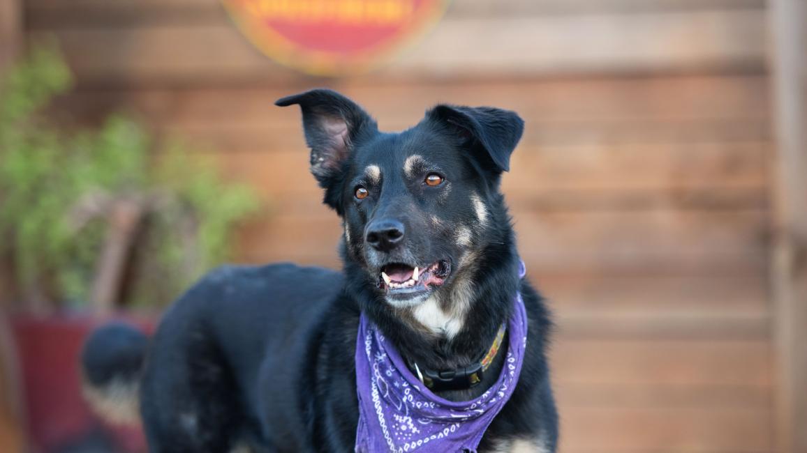 Shepherd mix dog wearing a purple bandana