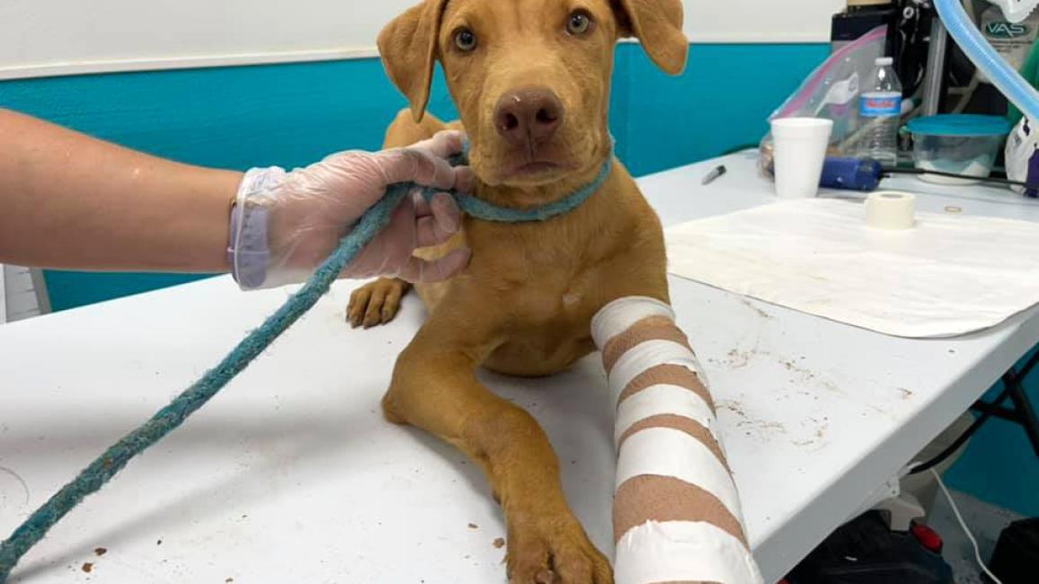 Brown puppy with a cast on his leg