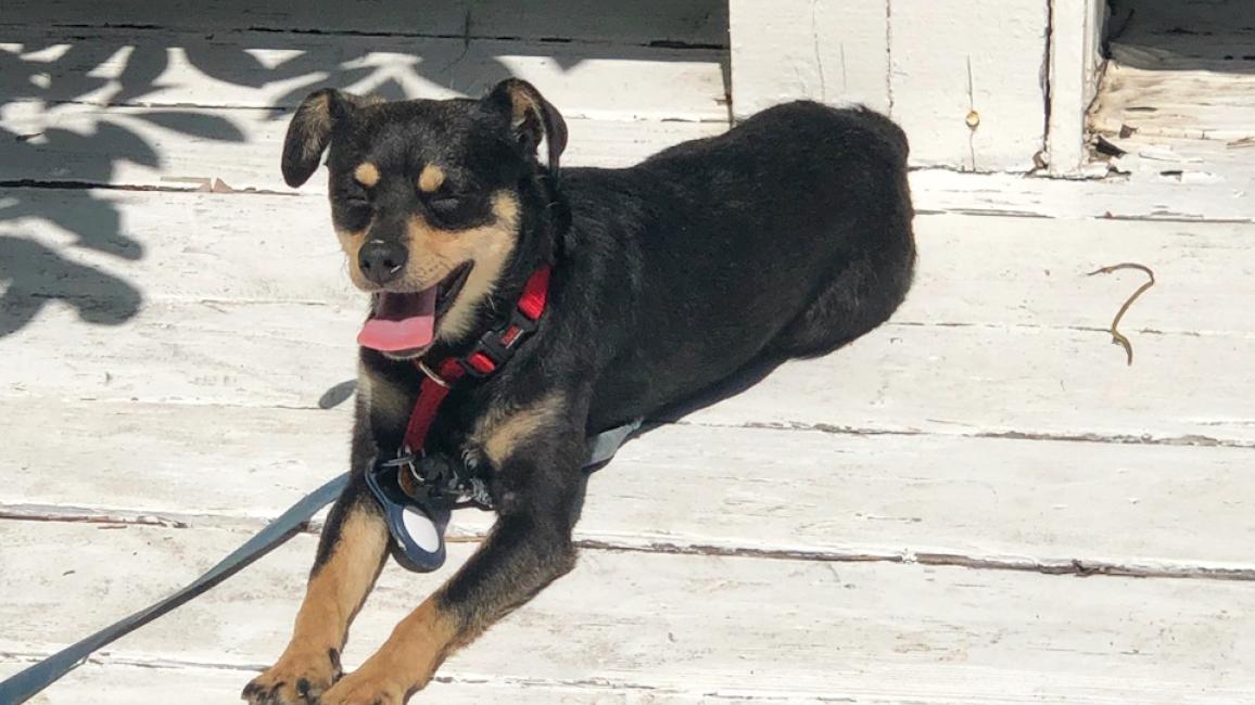 Debbie the black and tan dog lying on a wooden deck