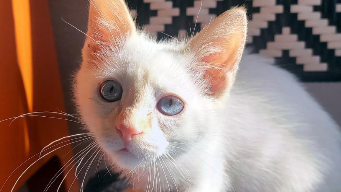 Herman the flamepoint kitten with blue eyes