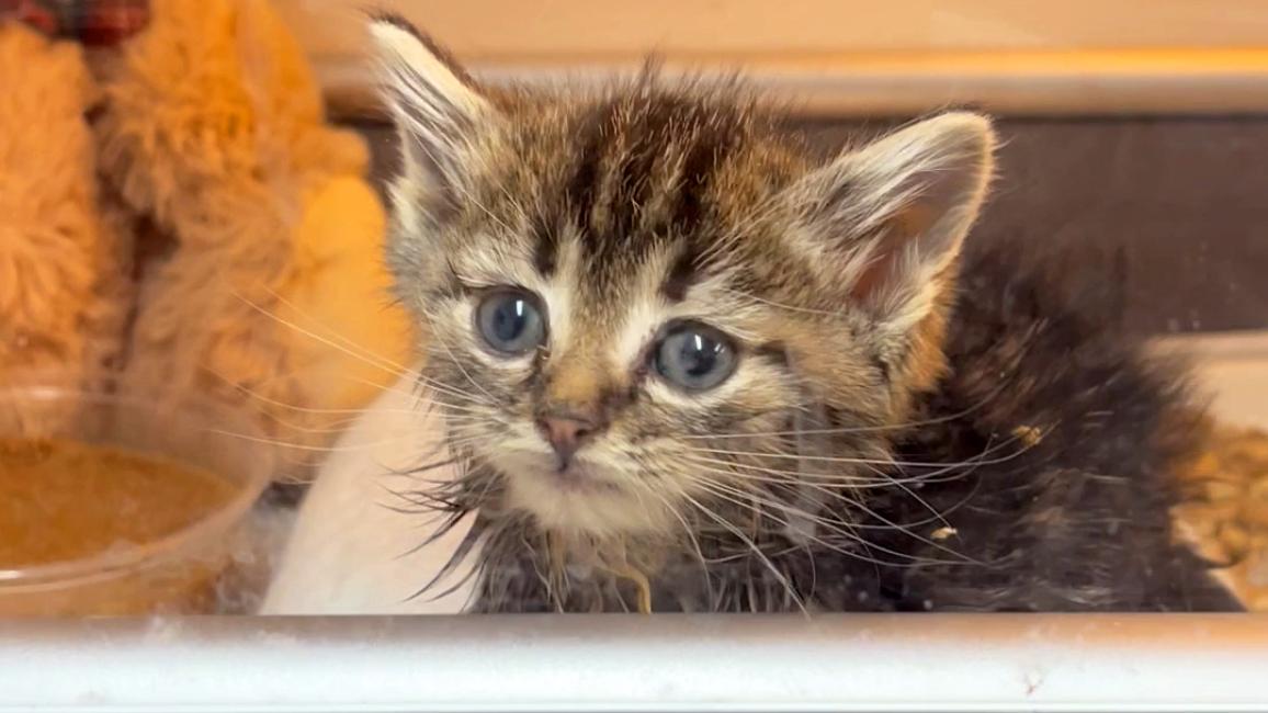 Johnny the little tabby kitten