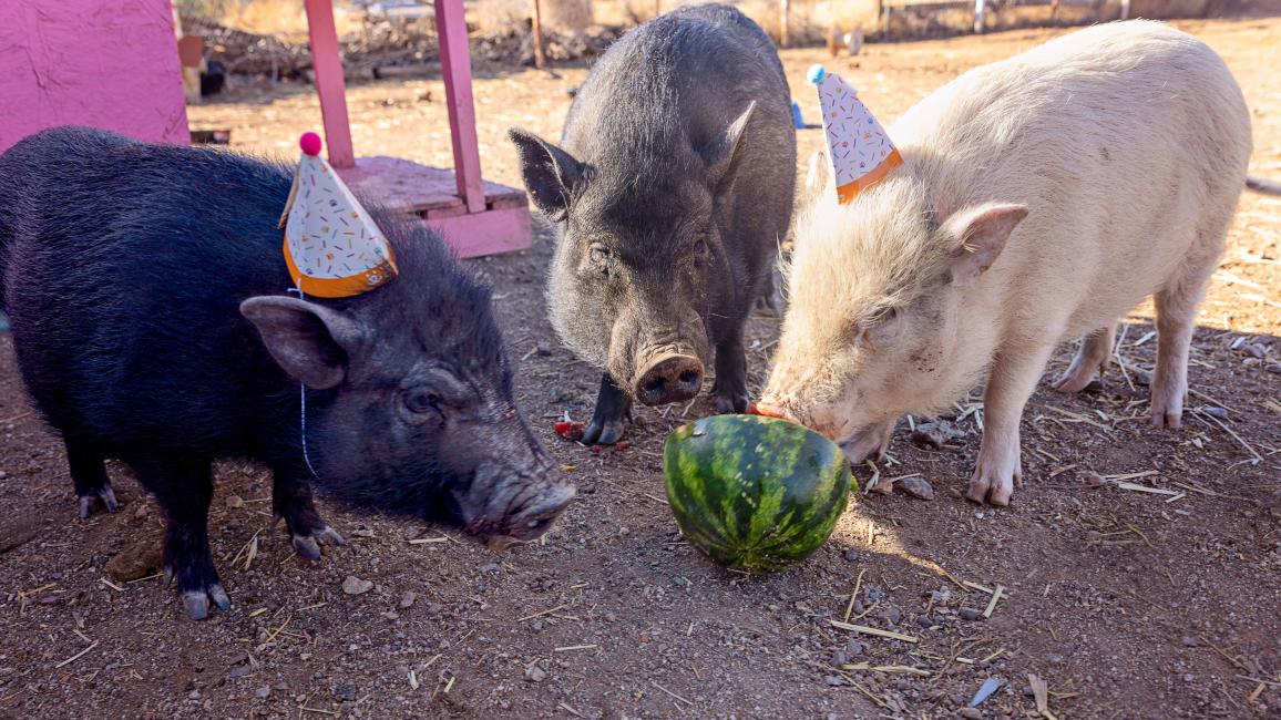 Winston, Waldo, and Albert wearing birthday hats and eating watermelon
