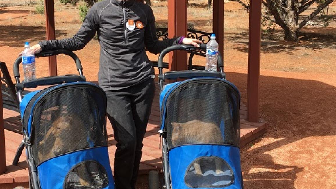 Volunteer Donna walking two cats in strollers