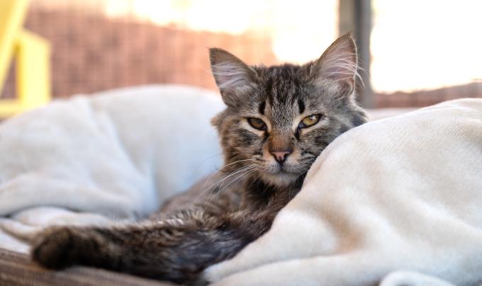 Wally the cat lying in a blanket