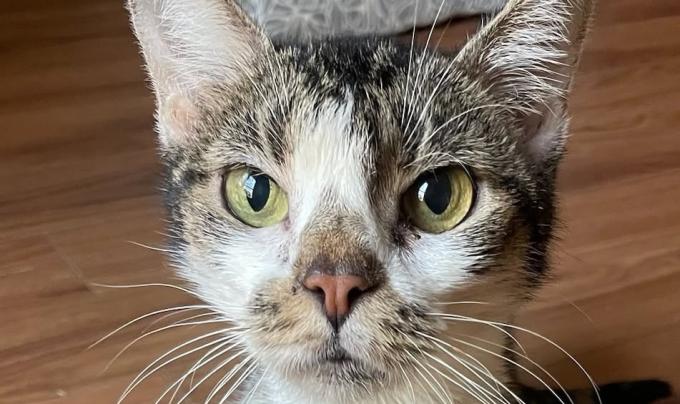 Wanda the cat on a wood floor