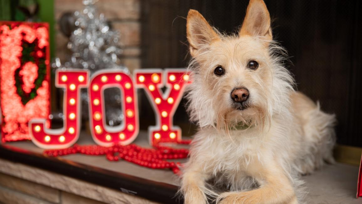 Terrier type dog lying next to a red sign that says JOY and a small silver holiday tree