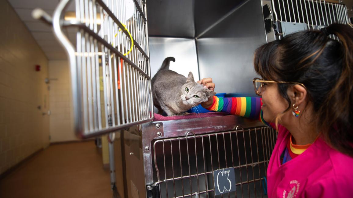 Smiling person petting a cat in a clean kennel