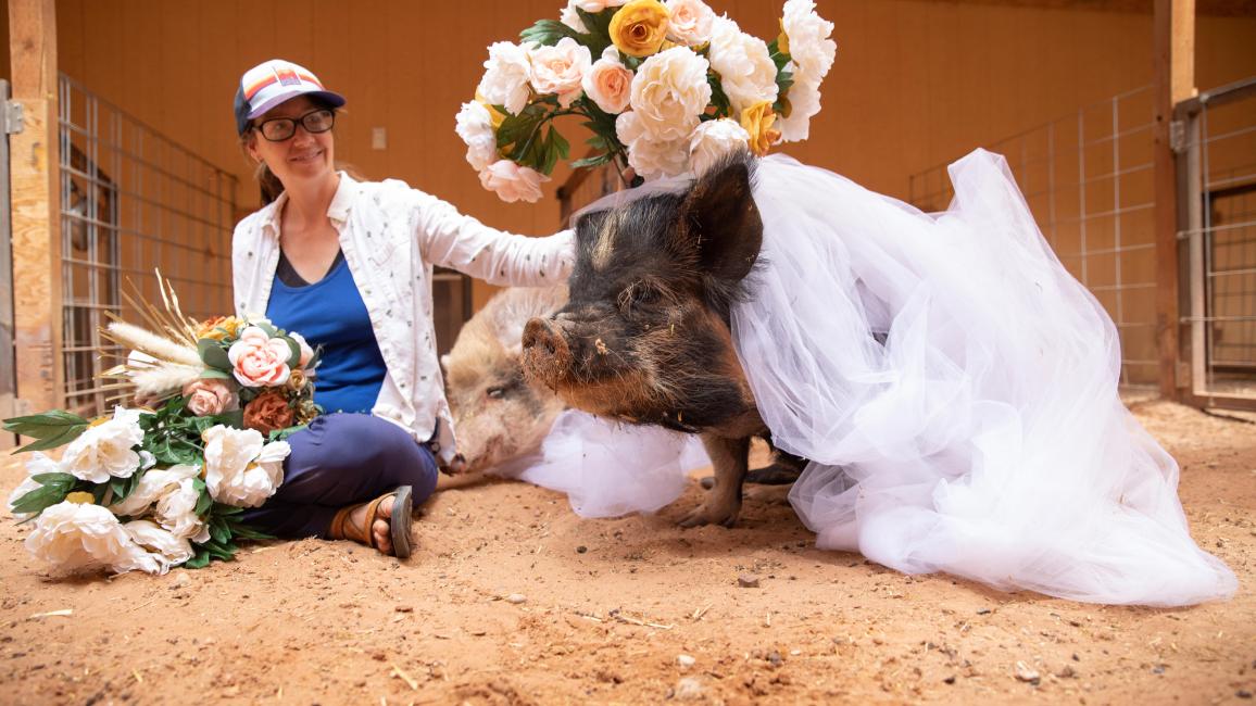 Person holding flowers above Clementine the pig, who is wearing a white tulle fabric veil