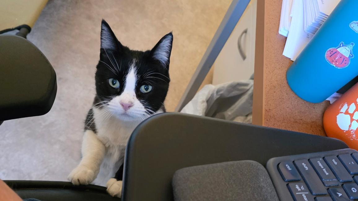 Whisper the cat soliciting attention