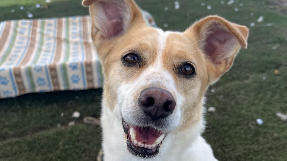 Tan and white dog with upright ears smiling