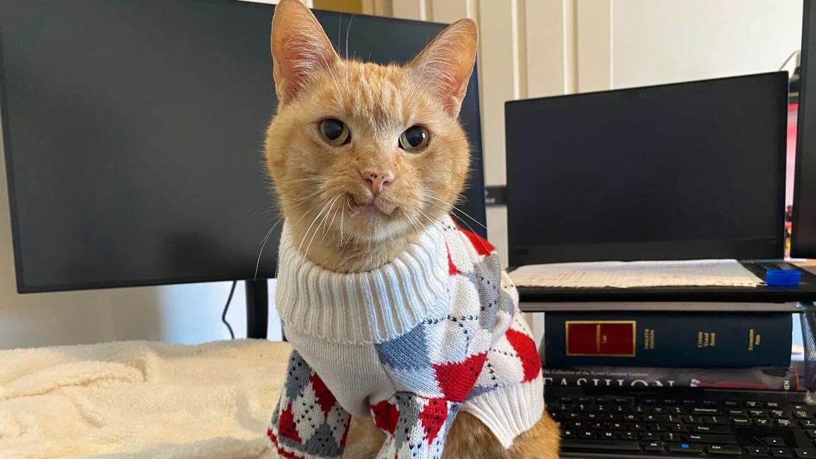 Wilbur the orange tabby cat wearing a sweater