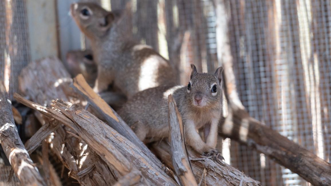 Pair of baby squirrels in rehabilitation