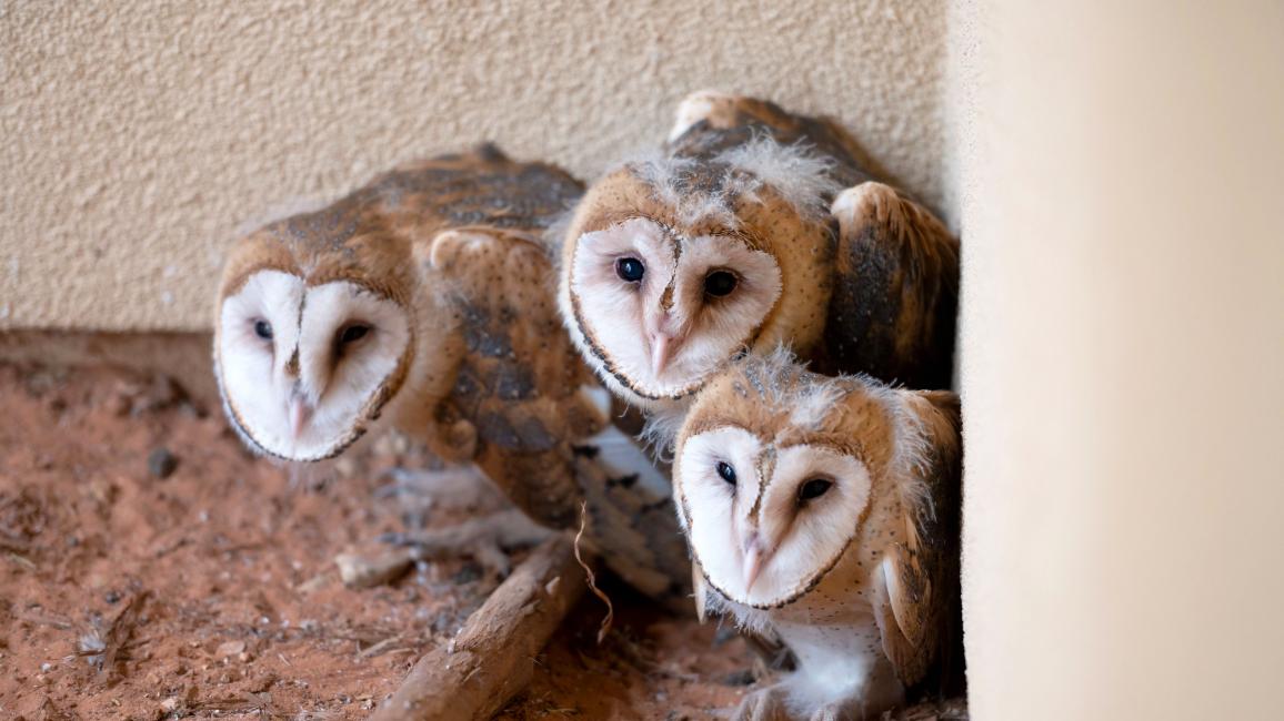 Baby owls after they've matured in rehabilitation