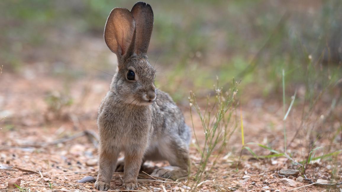 Baby wild rabbit with very large ears